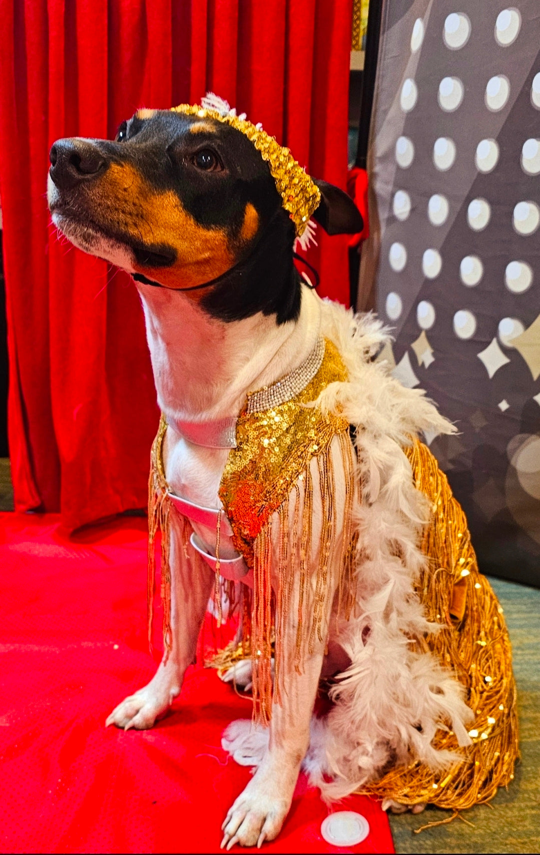 Flappers sequin pet costume, flappers fringe pet costume, flapper girl pet costume