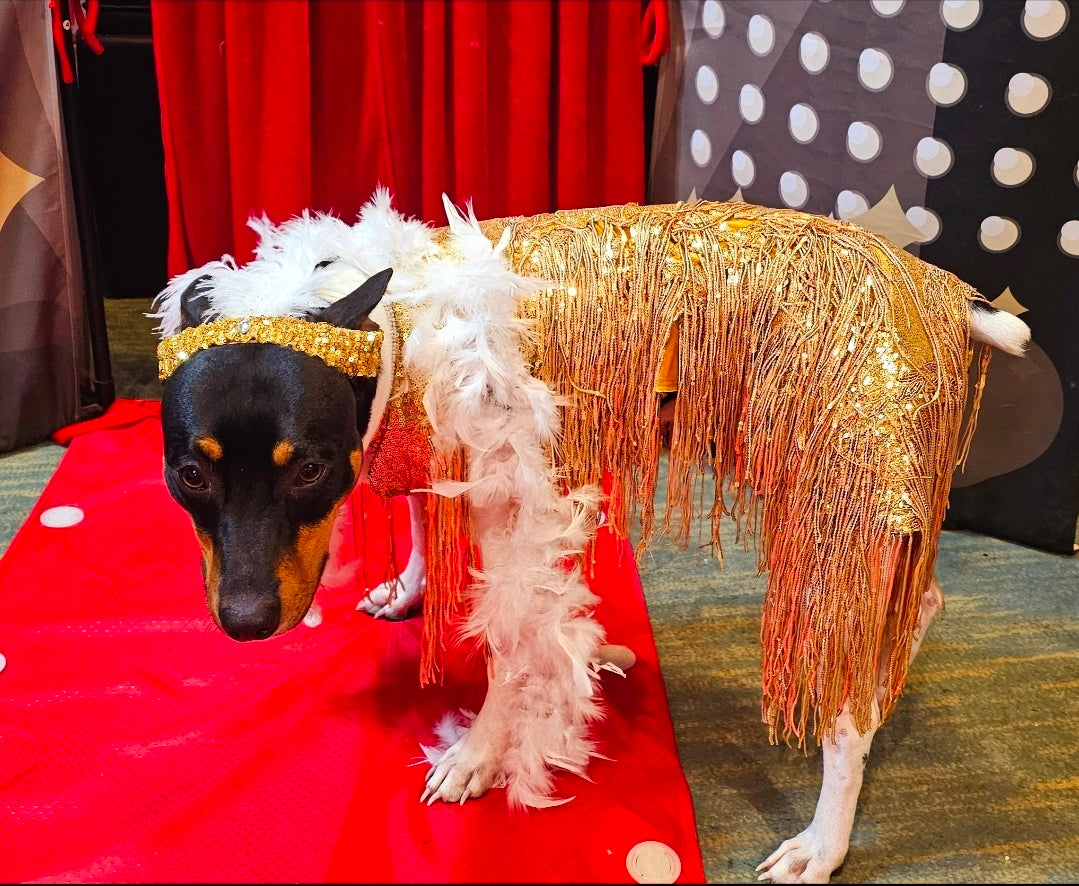 Flappers sequin pet costume, flappers fringe pet costume, flapper girl pet costume