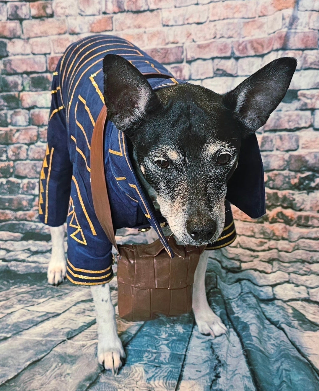 Prince Fiyero pet costume, Fiyero dog costume, Wicked pet costume