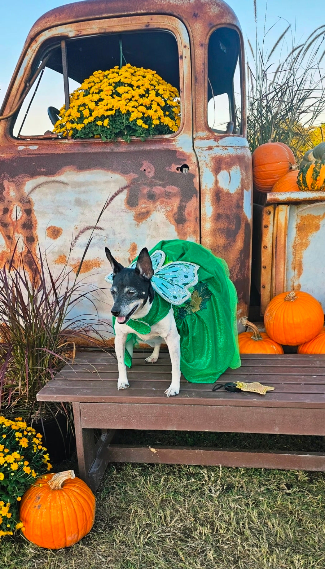 Fairy Pet costume, glitter fairy pet costume, Tinkerbell pet costume, fairy dog costume, fairy cat costume