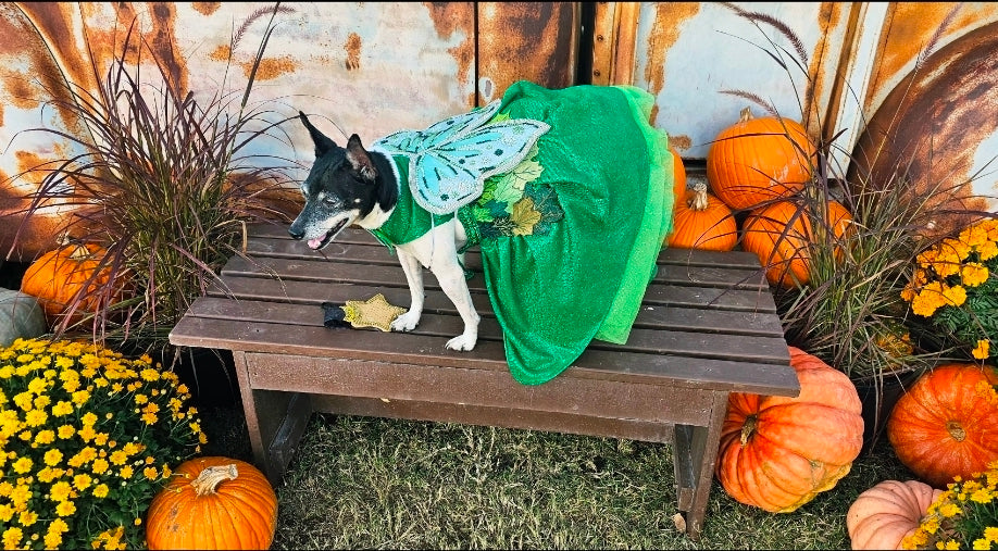 Fairy Pet costume, glitter fairy pet costume, Tinkerbell pet costume, fairy dog costume, fairy cat costume