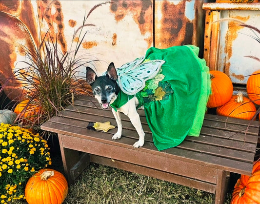 Fairy Pet costume, glitter fairy pet costume, Tinkerbell pet costume, fairy dog costume, fairy cat costume