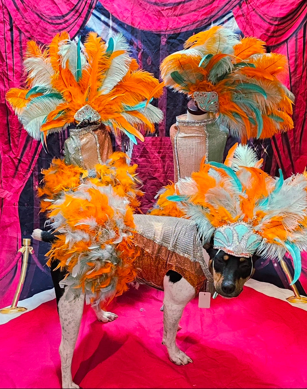 Showgirl pet costume, Life of showpet costume