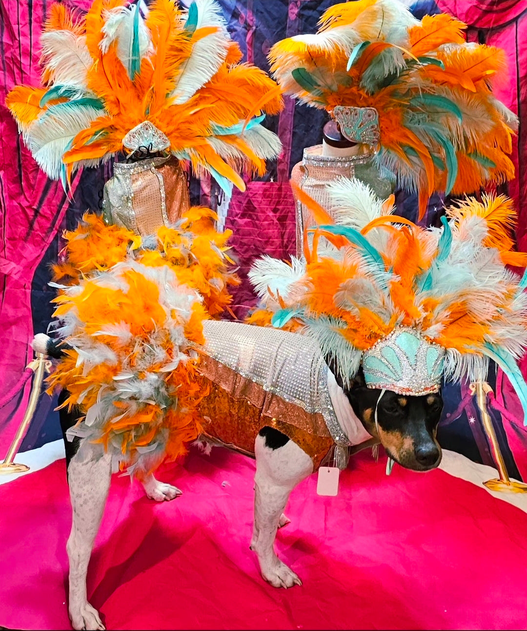 Showgirl pet costume, Life of showpet costume