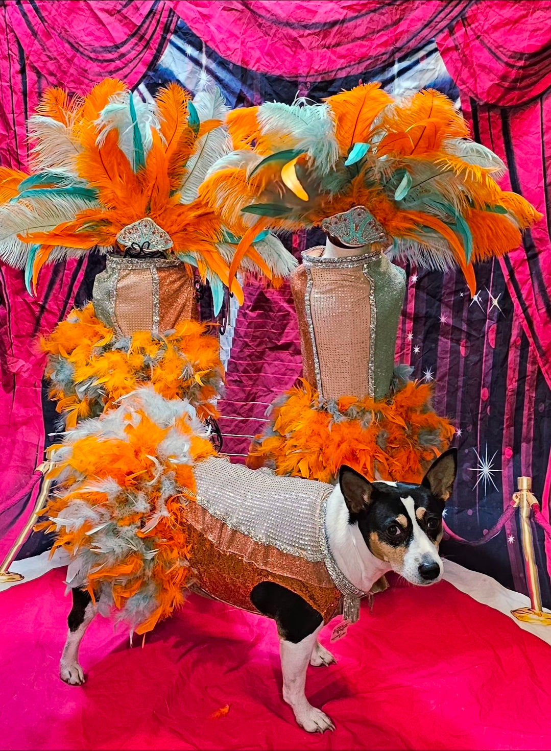 Showgirl pet costume, Life of showpet costume