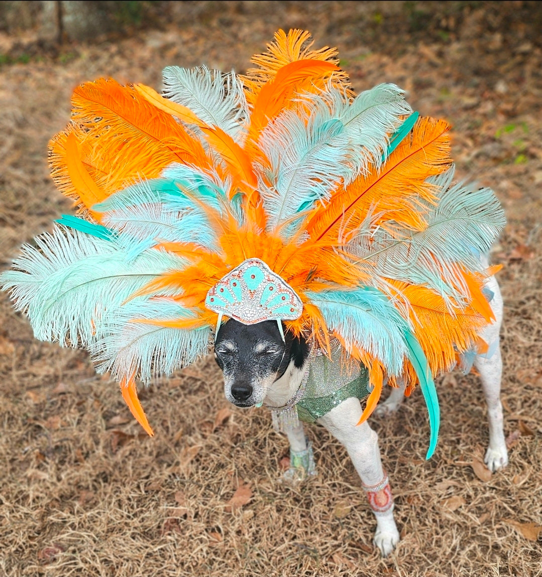Showgirl pet costume, Life of showpet costume