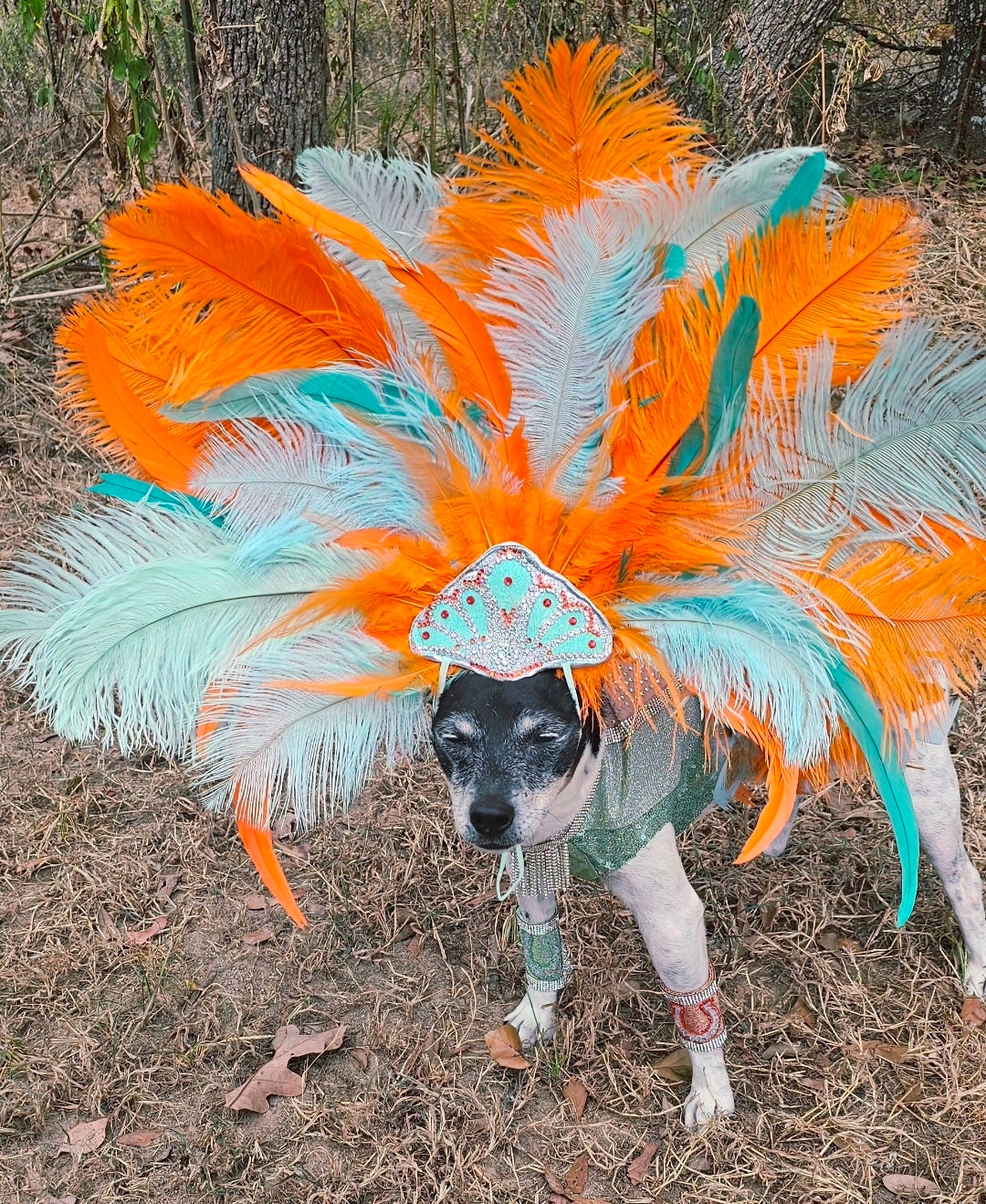 Showgirl pet costume, Life of showpet costume