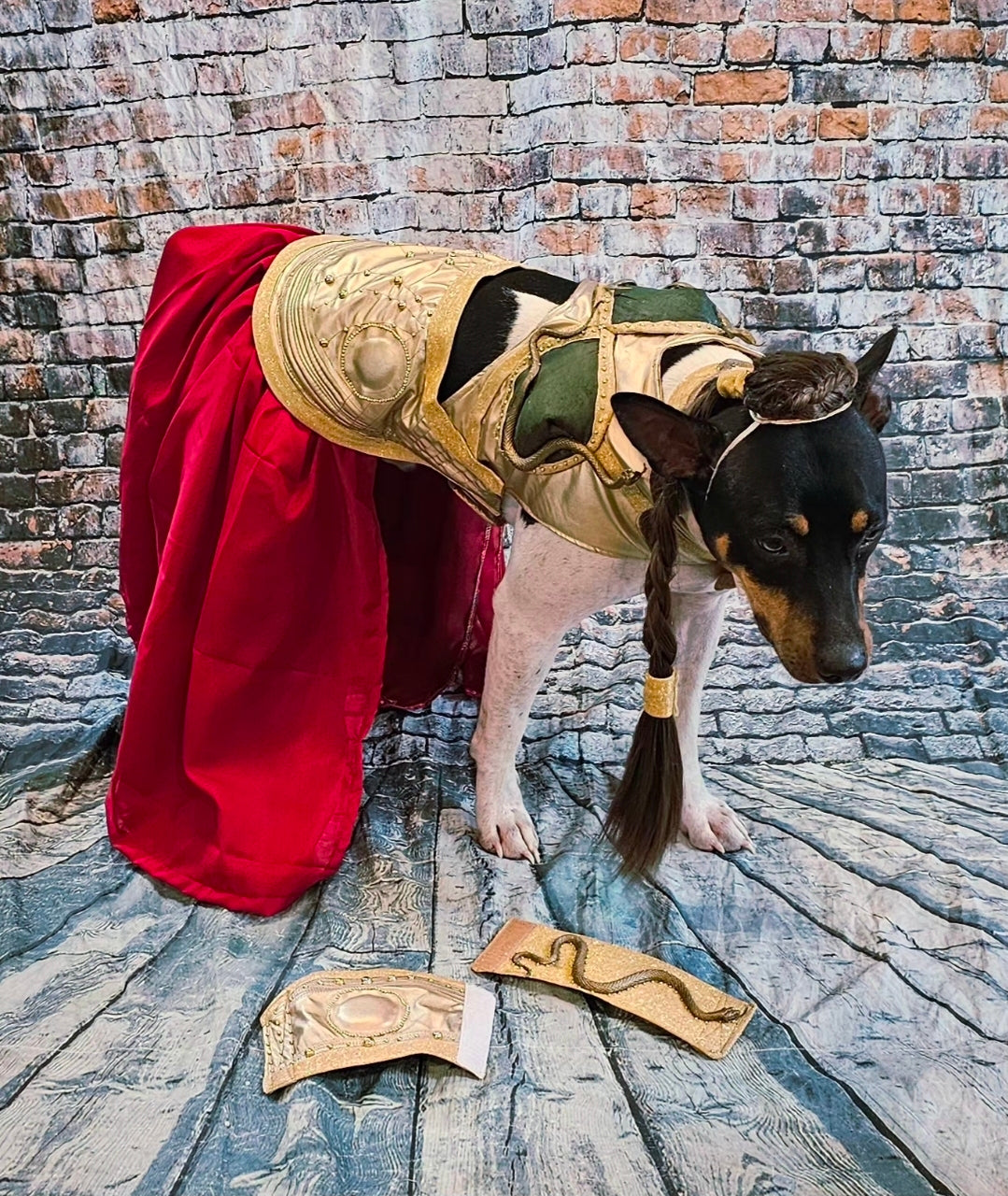 Princess Leia pet costume, princess Leia dog costume, stars wars pet costume