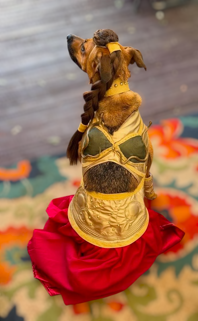 Princess Leia pet costume, princess Leia dog costume, stars wars pet costume