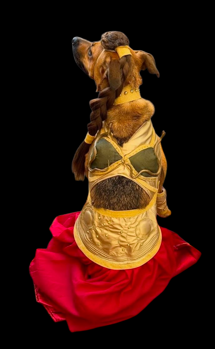 Princess Leia pet costume, princess Leia dog costume, stars wars pet costume