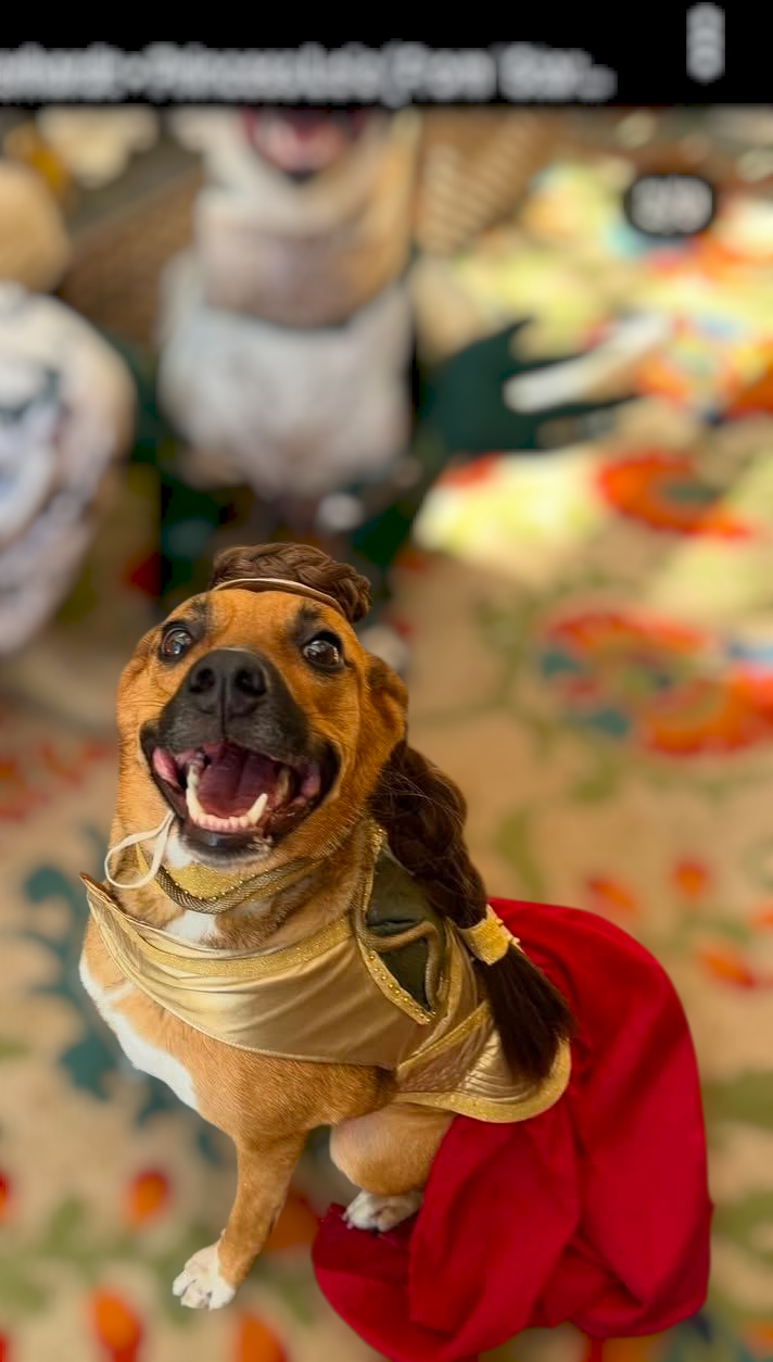 Princess Leia pet costume, princess Leia dog costume, stars wars pet costume