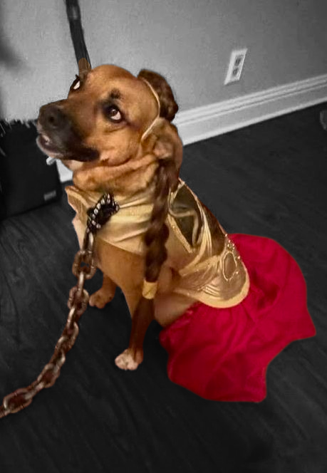 Princess Leia pet costume, princess Leia dog costume, stars wars pet costume