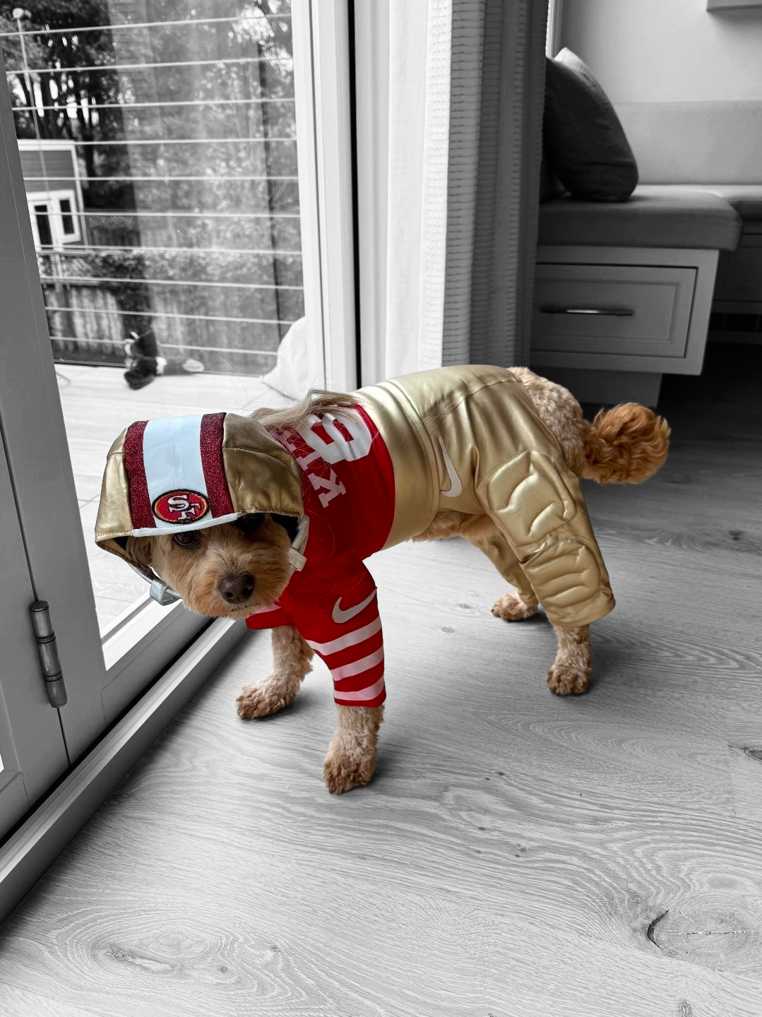 George Kittle pet costume, 49ers pet costume, football uniform pet costume