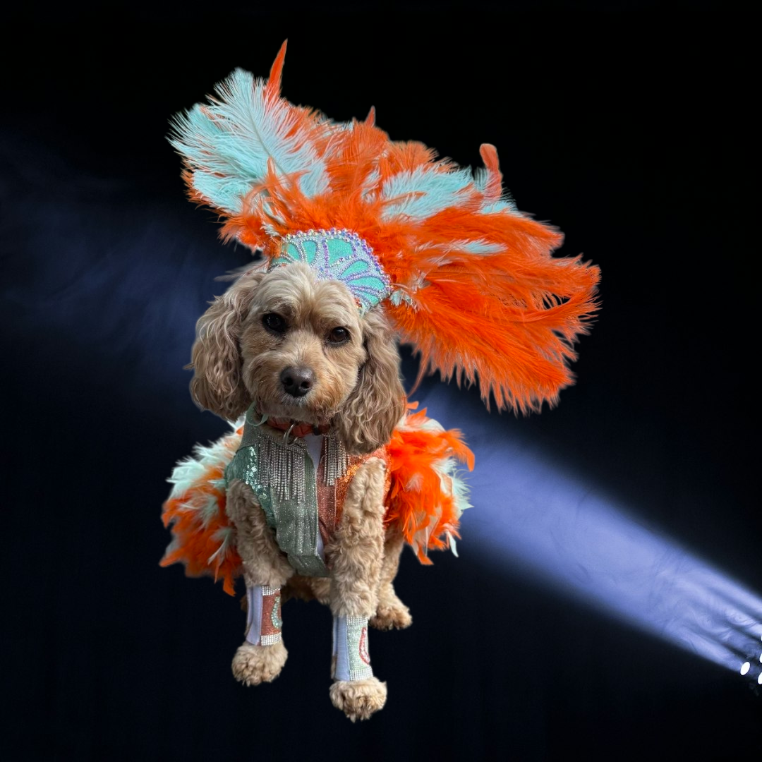 Showgirl pet costume, Life of showpet costume, feather showgirl pet costume
