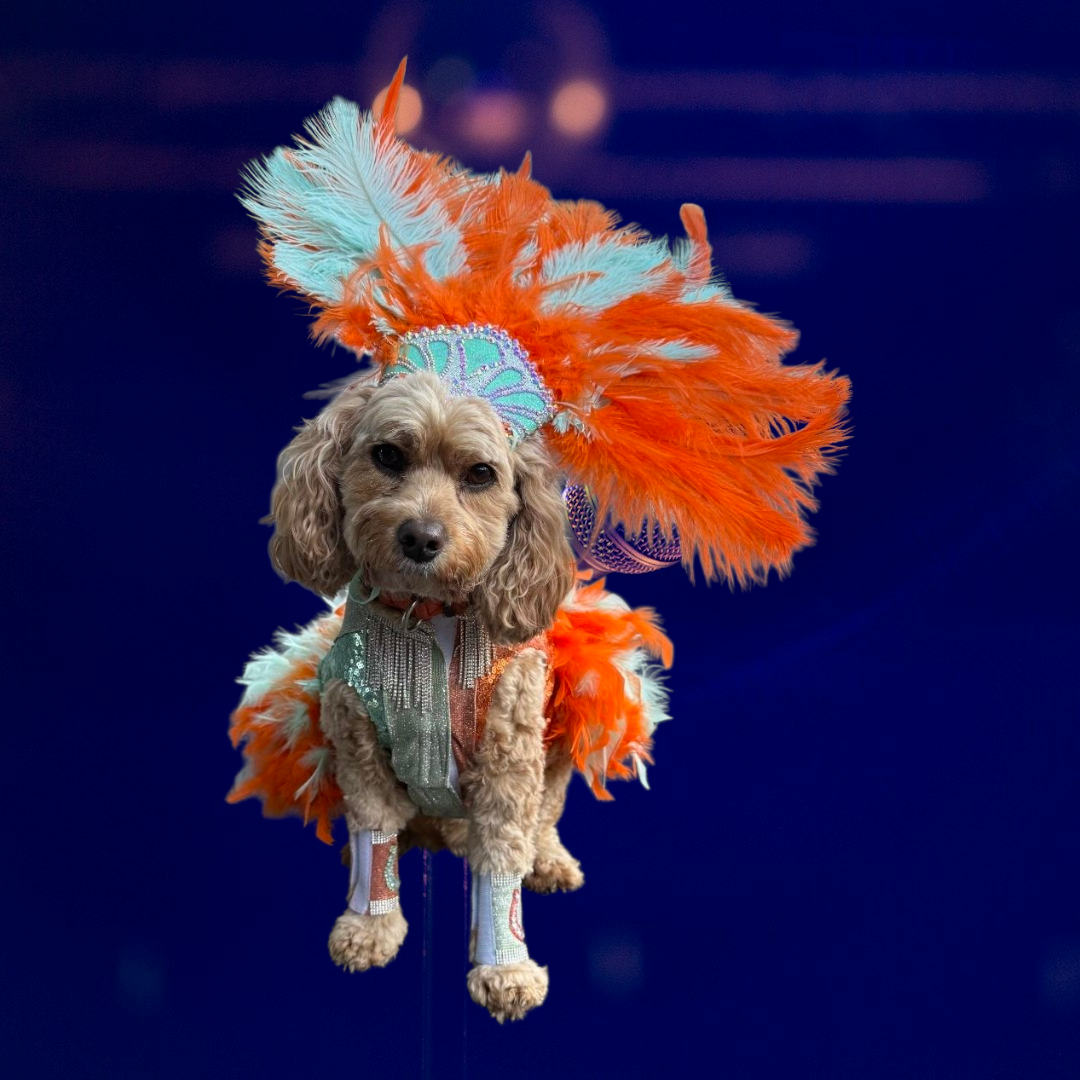Showgirl pet costume, Life of showpet costume, feather showgirl pet costume