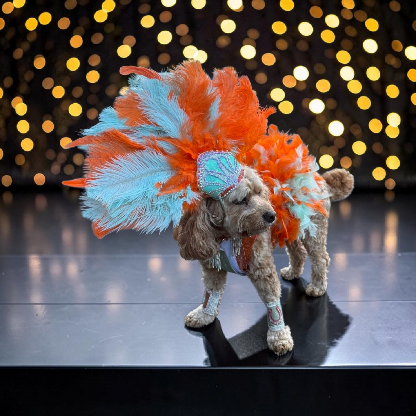 Showgirl pet costume, Life of showpet costume, feather showgirl pet costume