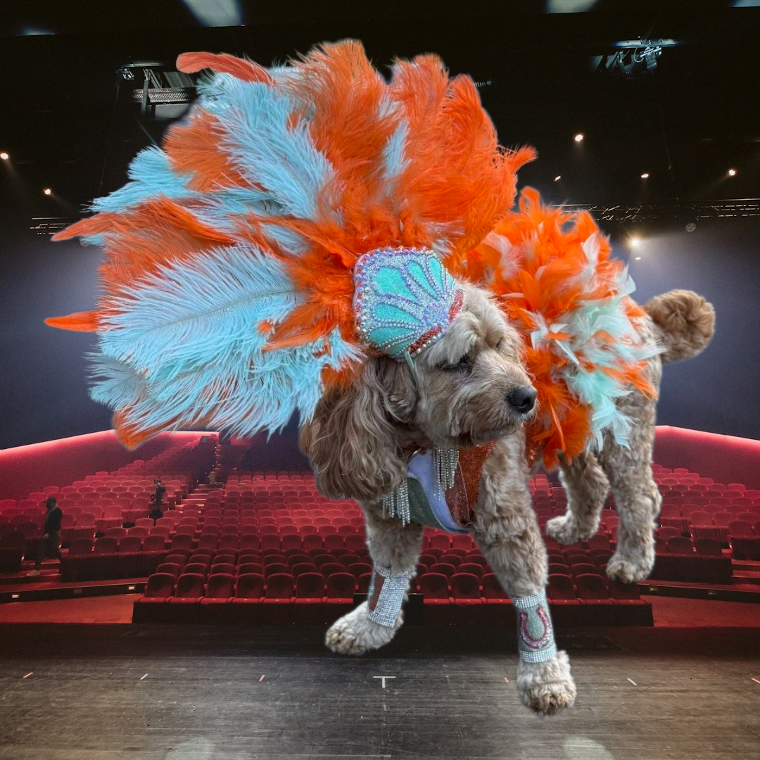Showgirl pet costume, Life of showpet costume, feather showgirl pet costume