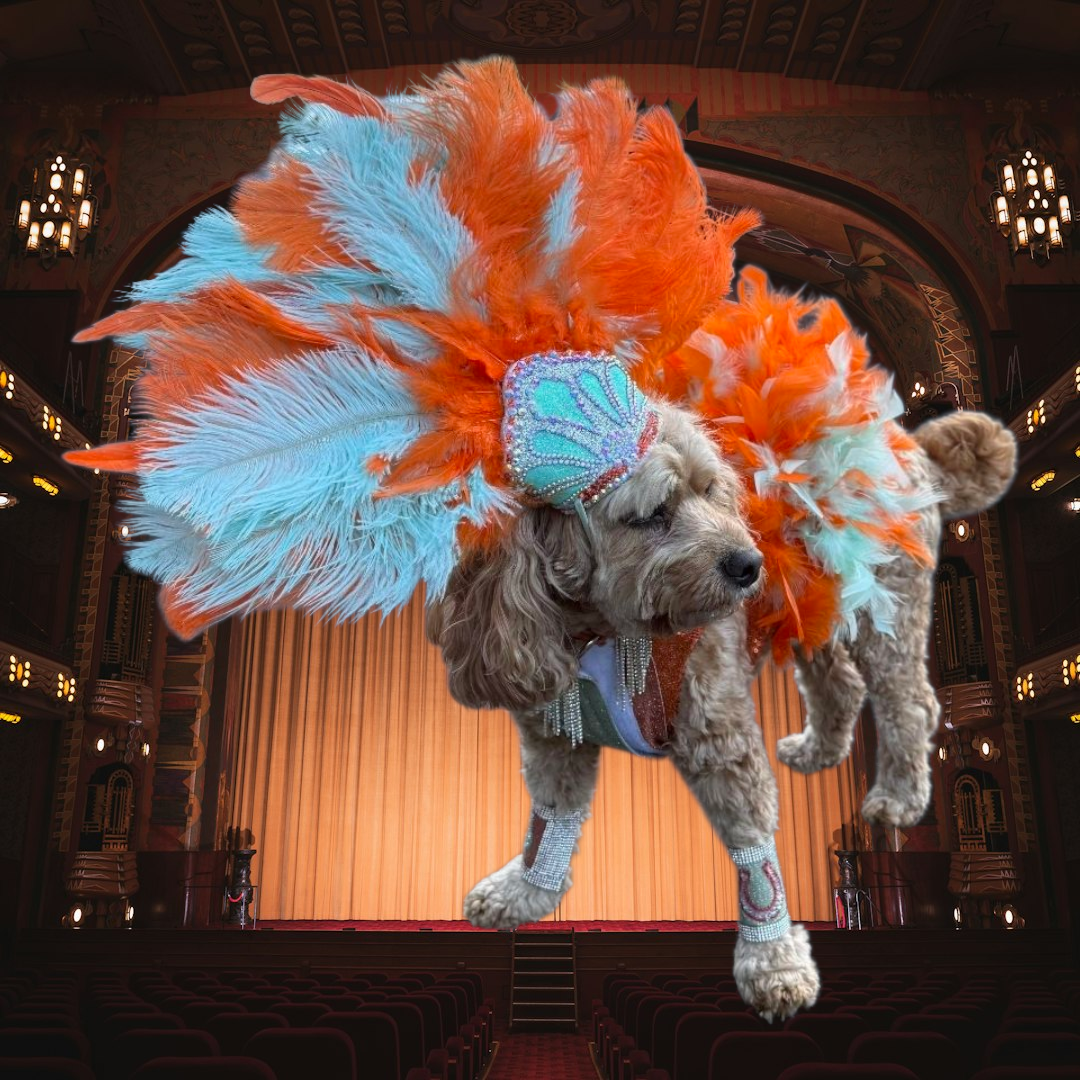 Showgirl pet costume, Life of showpet costume, feather showgirl pet costume