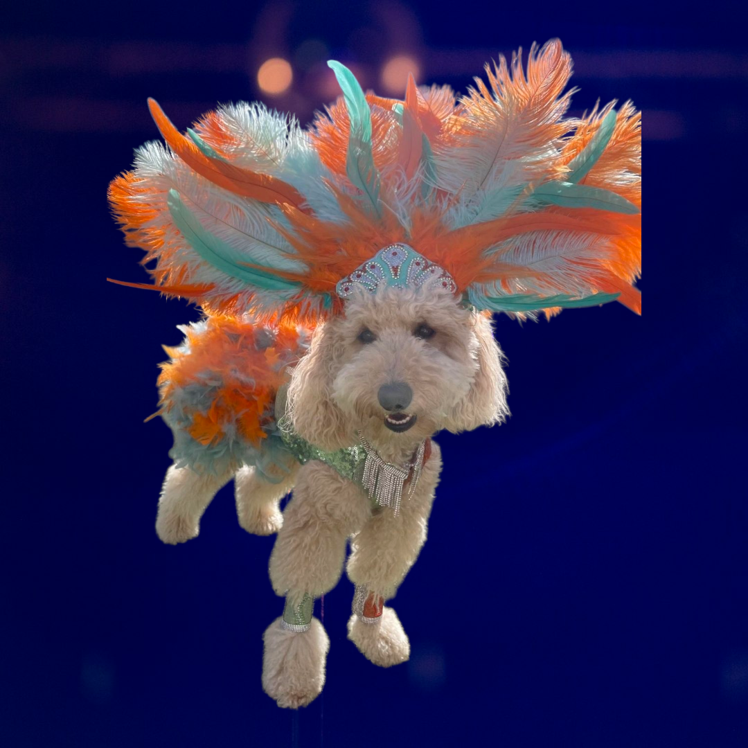 Showgirl pet costume, Life of showpet costume, feather showgirl pet costume