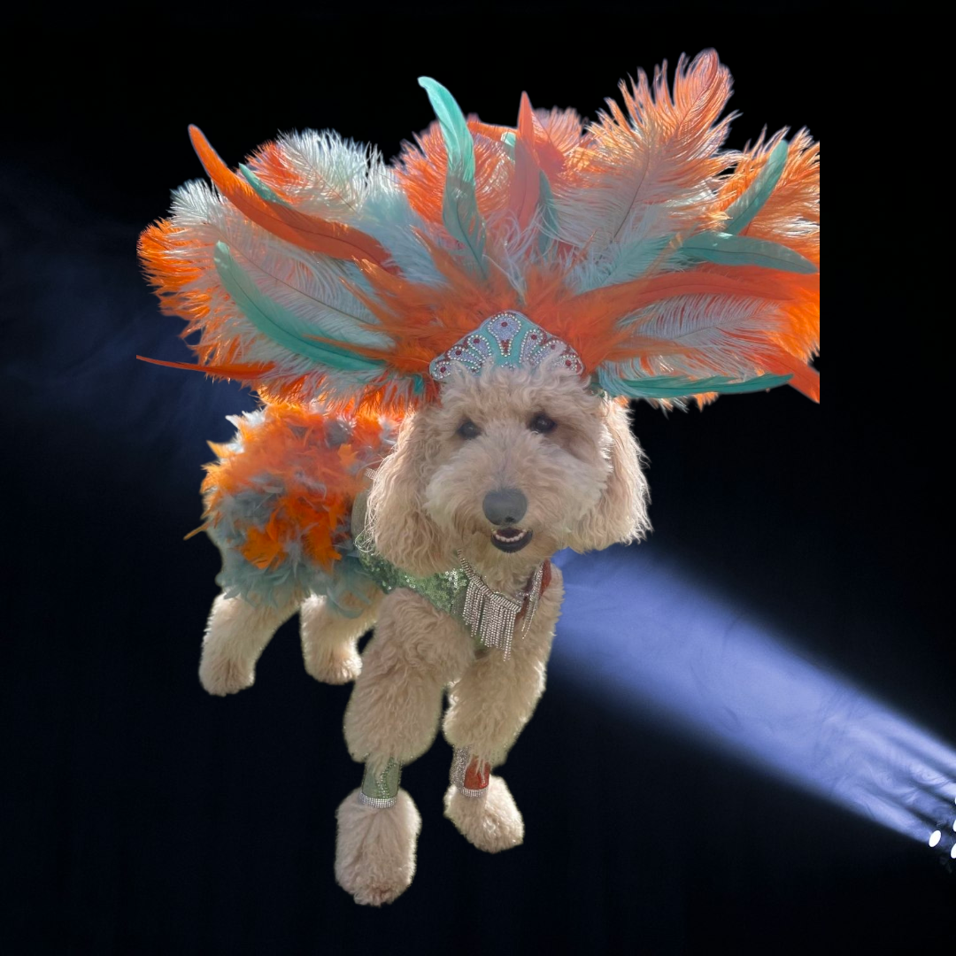 Showgirl pet costume, Life of showpet costume, feather showgirl pet costume