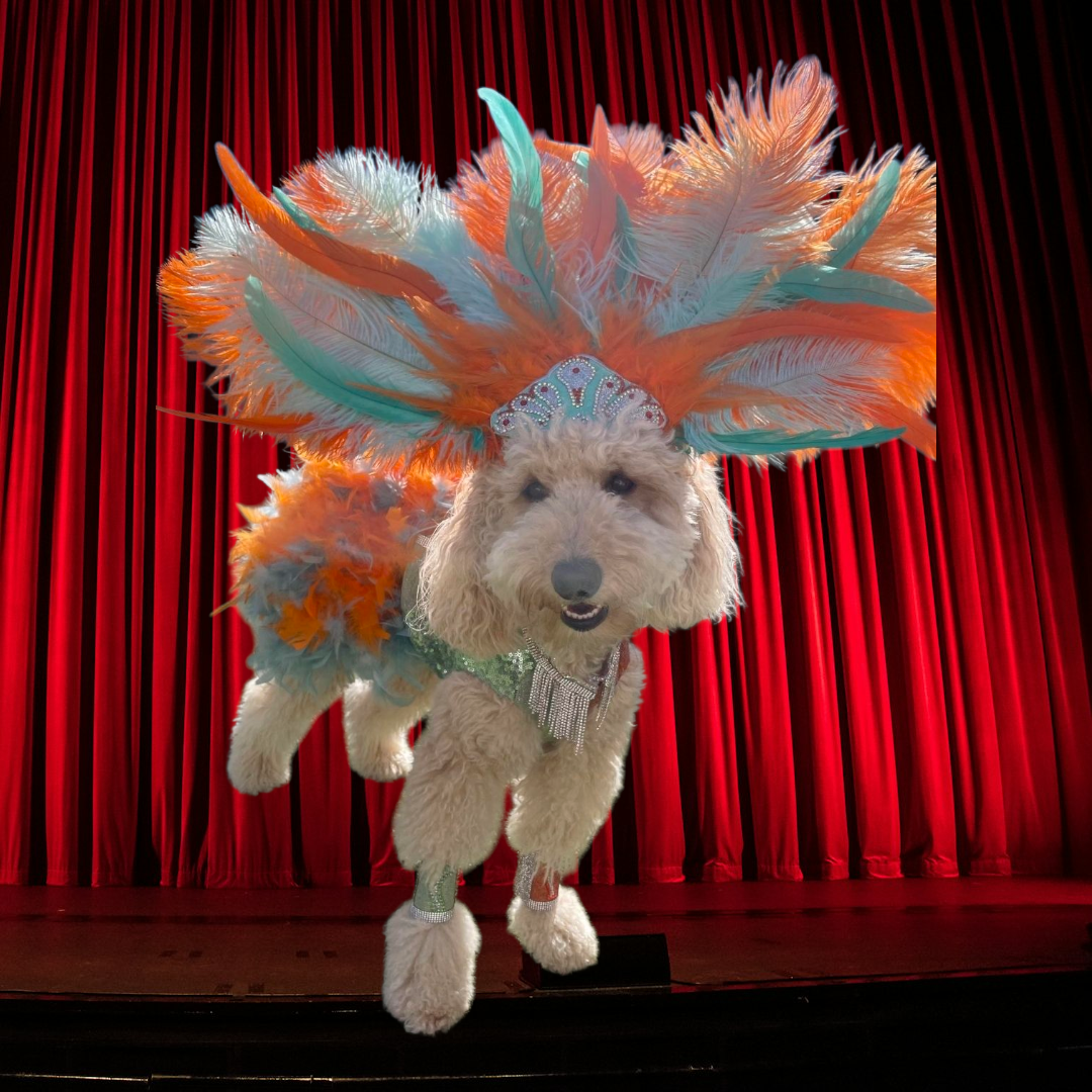 Showgirl pet costume, Life of showpet costume, feather showgirl pet costume