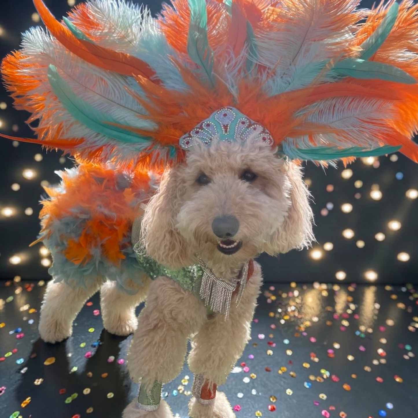 Showgirl pet costume, Life of showpet costume, feather showgirl pet costume