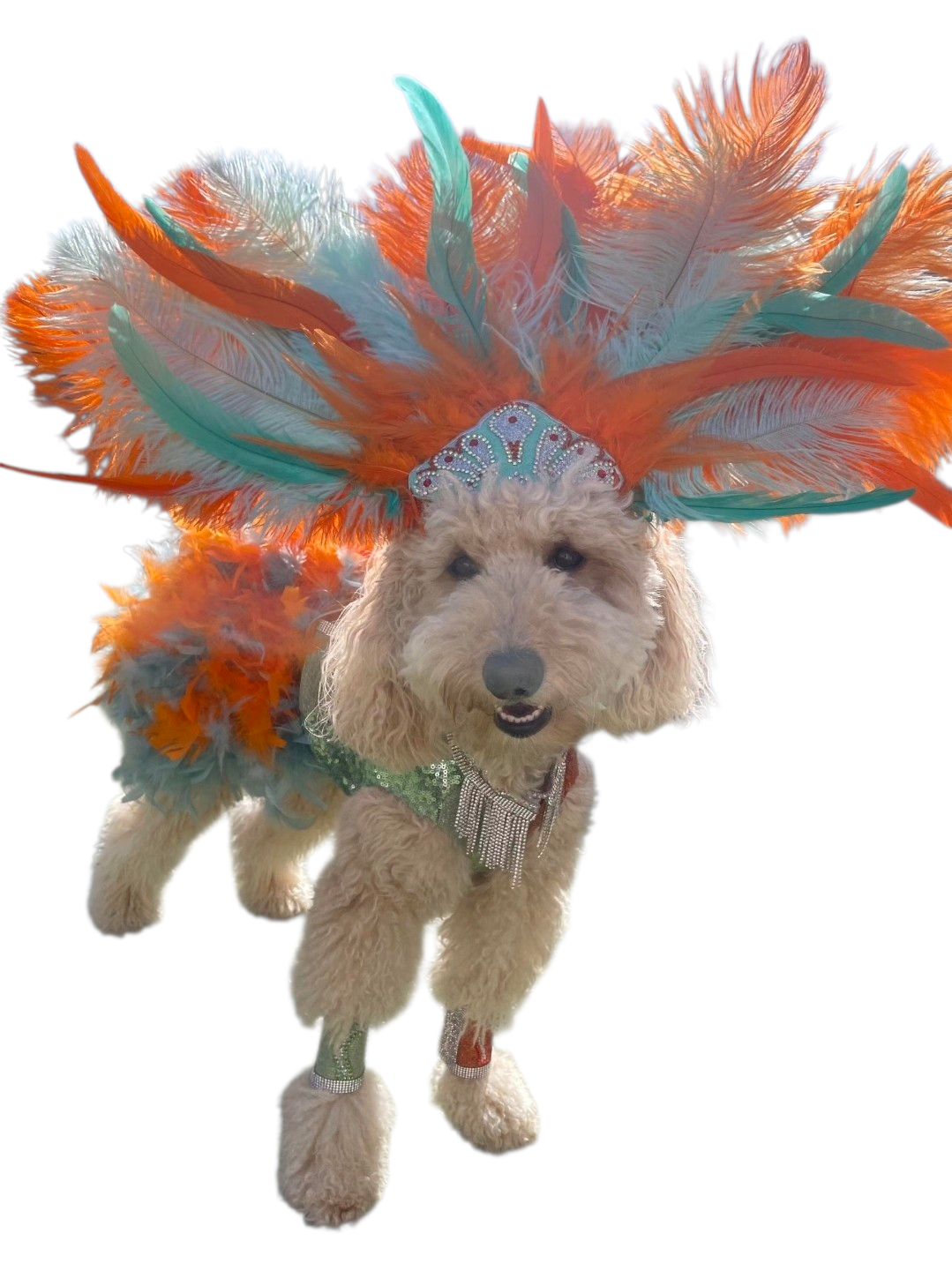 Showgirl pet costume, Life of showpet costume, feather showgirl pet costume