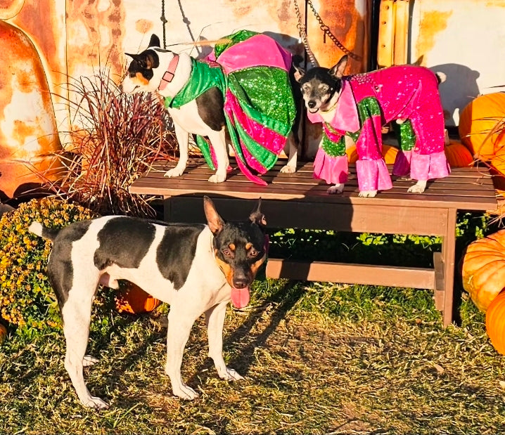 Wicked pet body suit, glitter wicked pet body suit, wicked pet costume