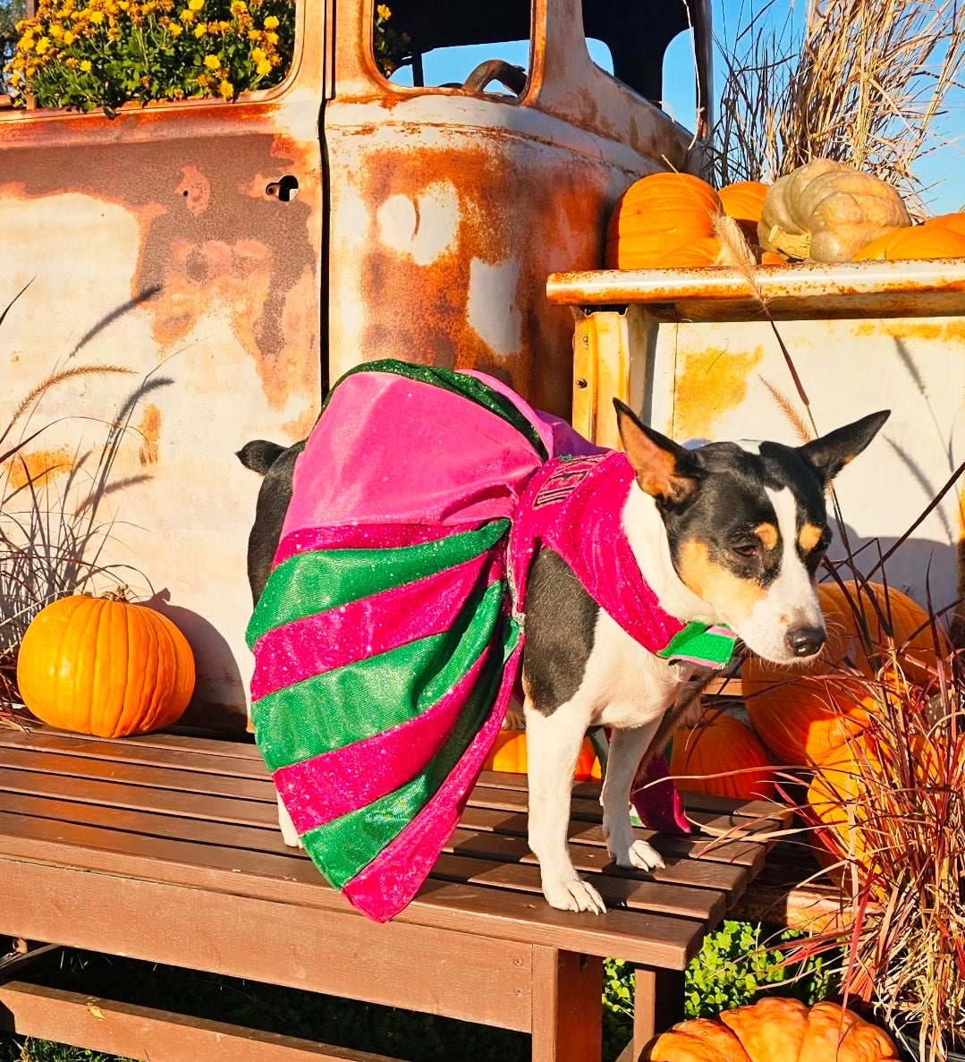 Wicked glitter embroidered pet dress, pink and green wicked pet dress