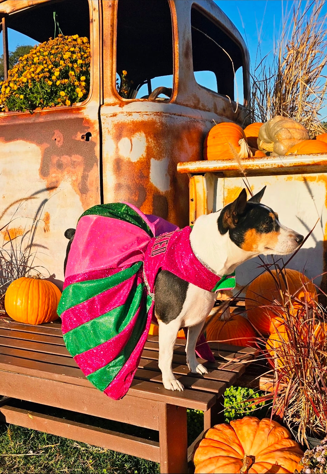 Wicked glitter embroidered pet dress, pink and green wicked pet dress