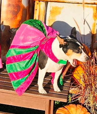 Wicked glitter embroidered pet dress, pink and green wicked pet dress