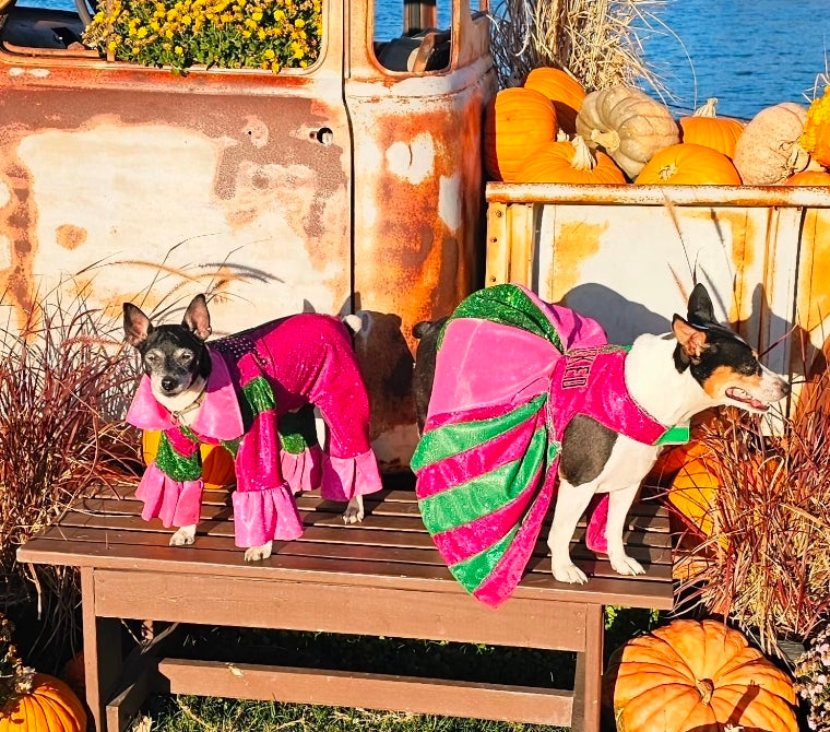 Wicked glitter embroidered pet dress, pink and green wicked pet dress