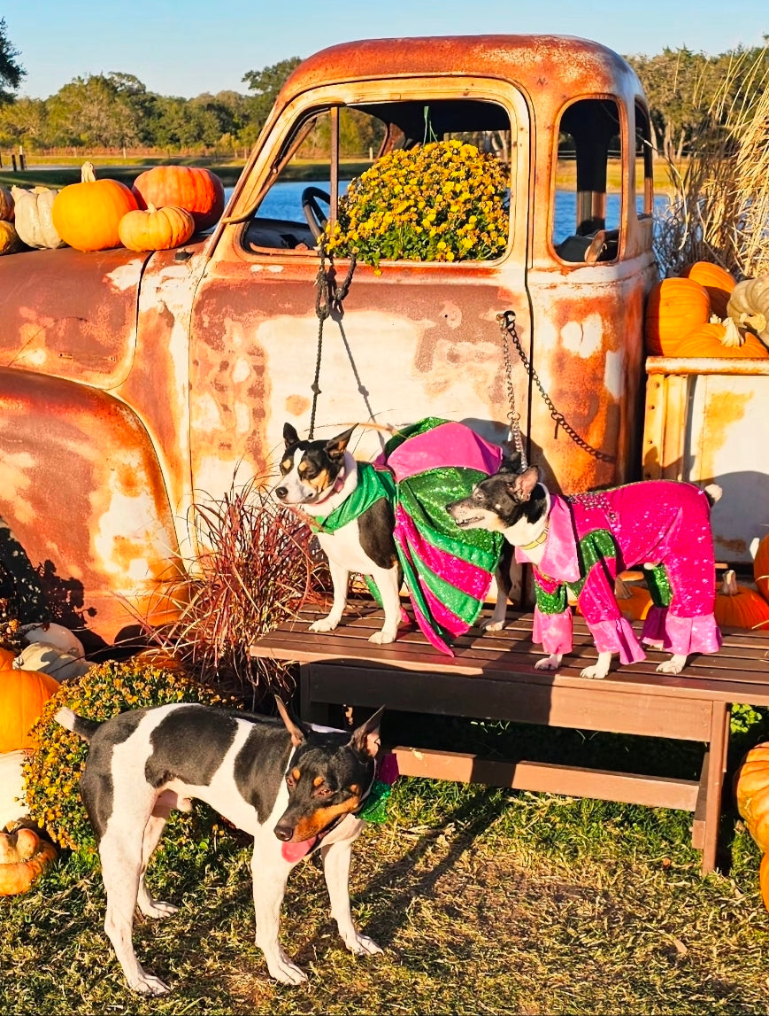 Wicked glitter embroidered pet dress, pink and green wicked pet dress