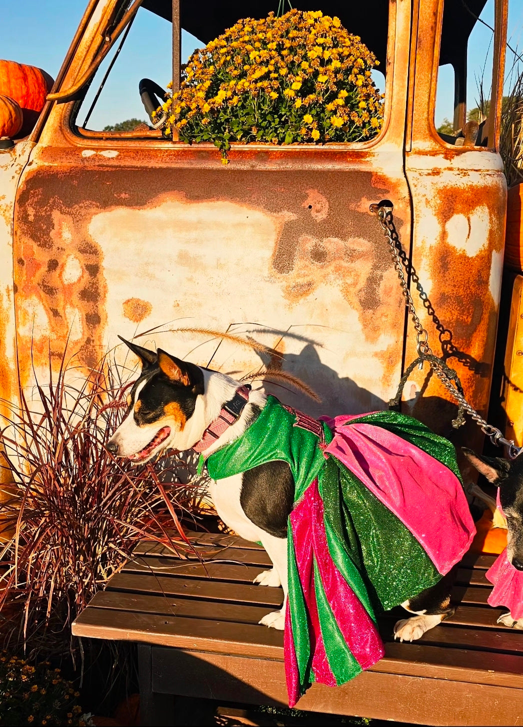 Wicked glitter embroidered pet dress, pink and green wicked pet dress