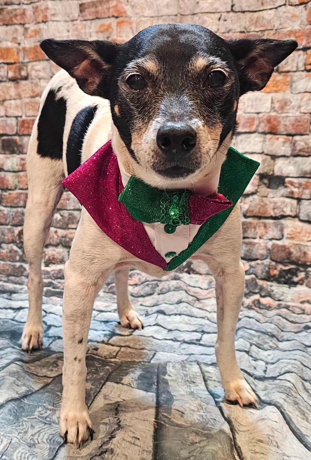 Wicked Pet Bandanna Tux, Wicked pet tux bandanna, green and pink pet bandanna