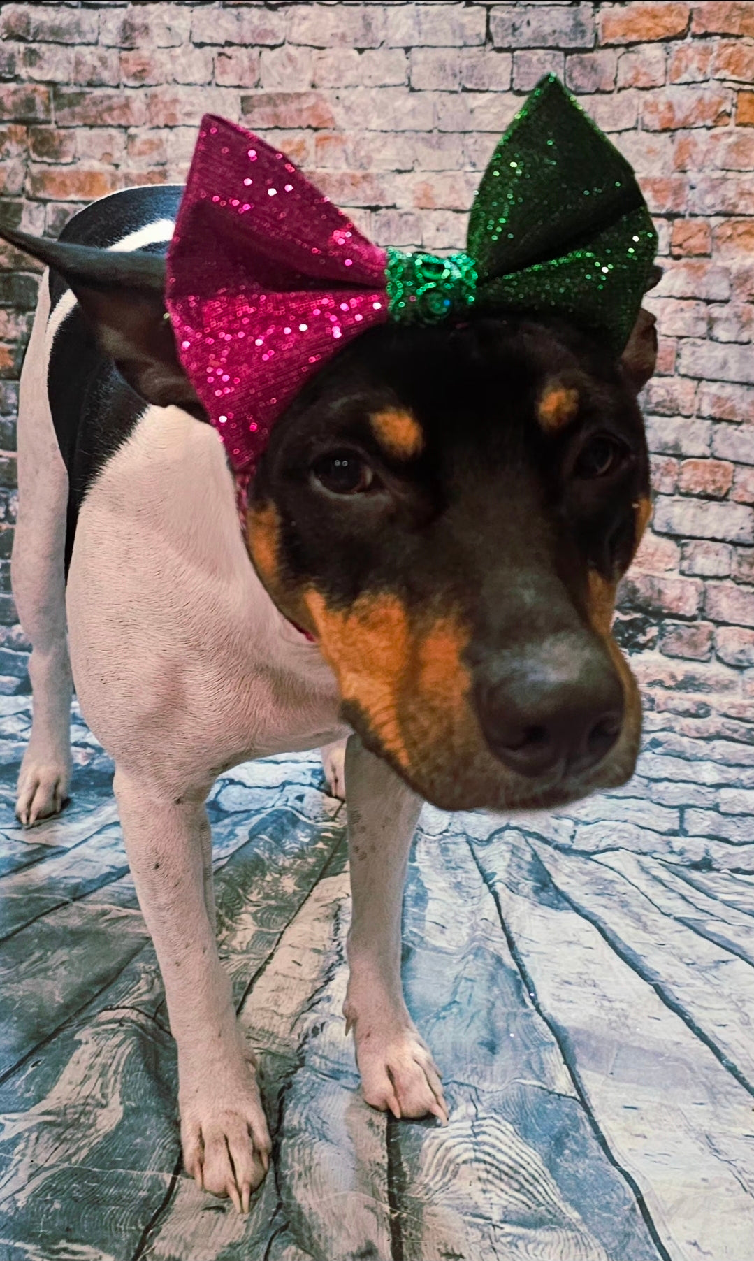Wicked Pet Bow, green and pink pet bow, glitter wicked pet bow