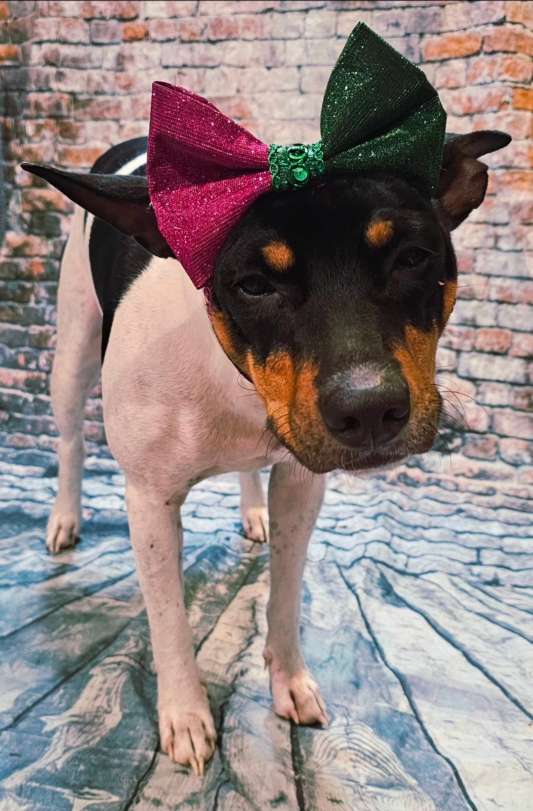 Wicked Pet Bow, green and pink pet bow, glitter wicked pet bow