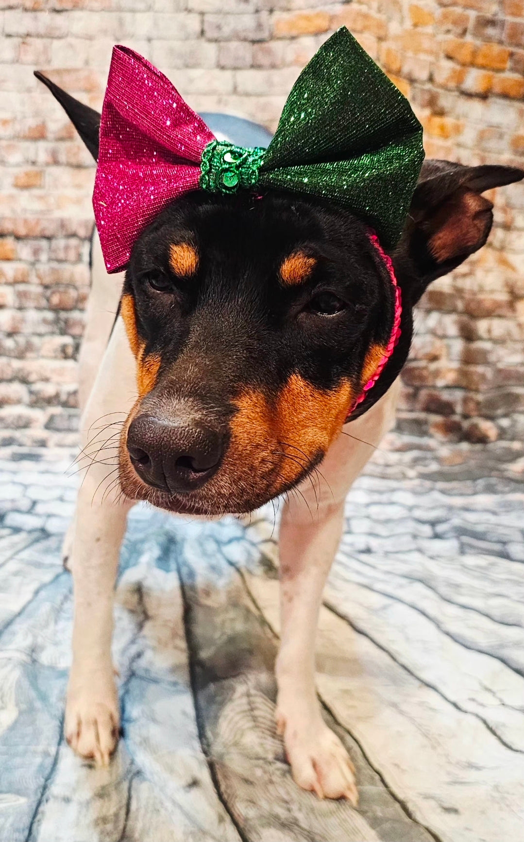 Wicked Pet Bow, green and pink pet bow, glitter wicked pet bow