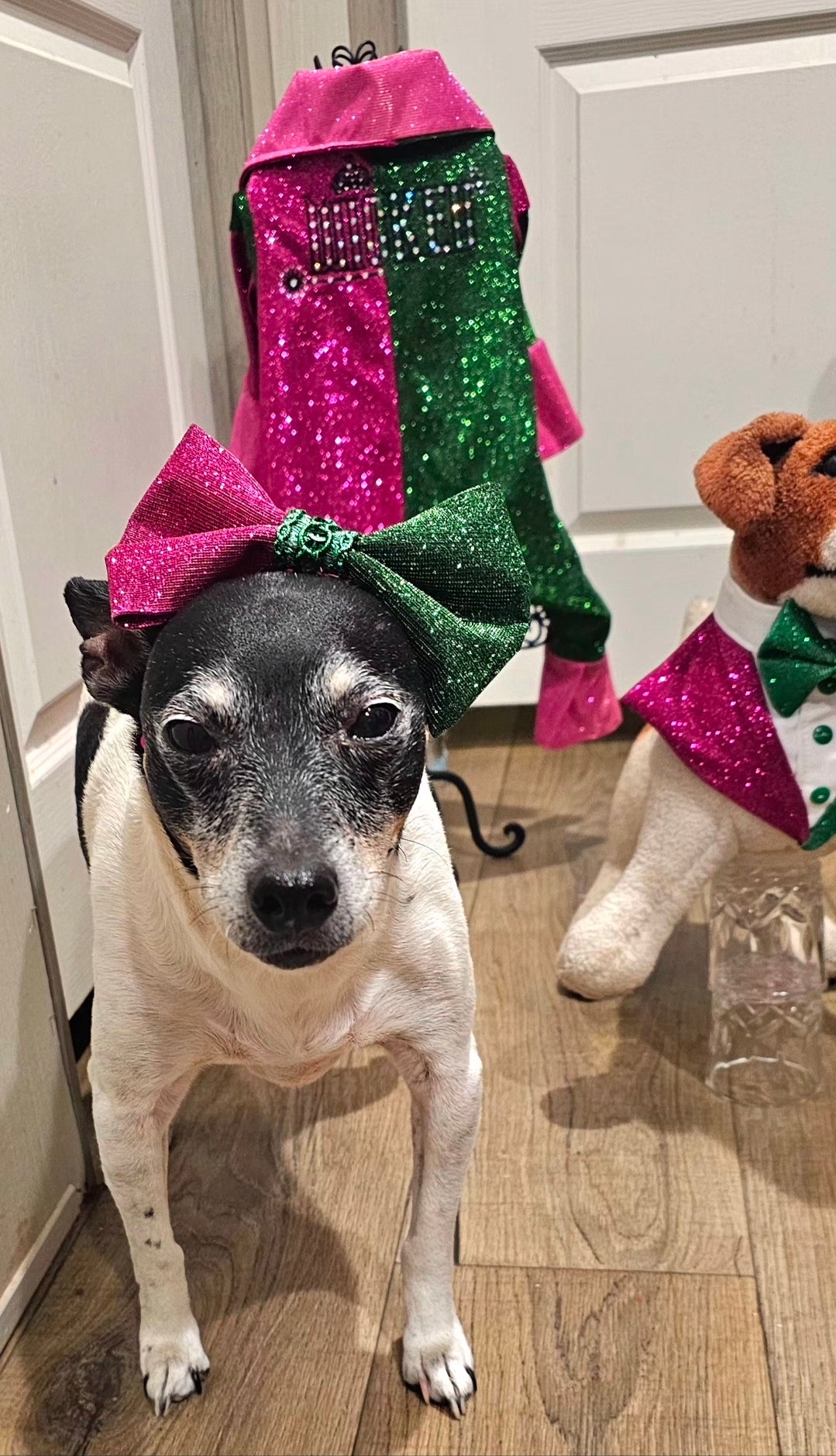 Wicked Pet Bow, green and pink pet bow, glitter wicked pet bow