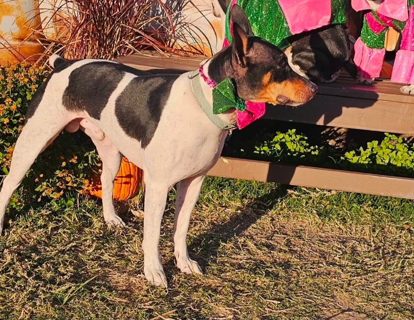 Wicked Pet Bow, green and pink pet bow, glitter wicked pet bow