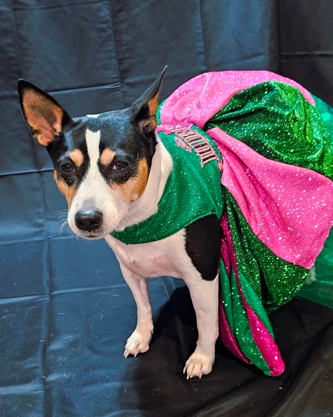 Wicked glitter embroidered pet dress, pink and green wicked pet dress