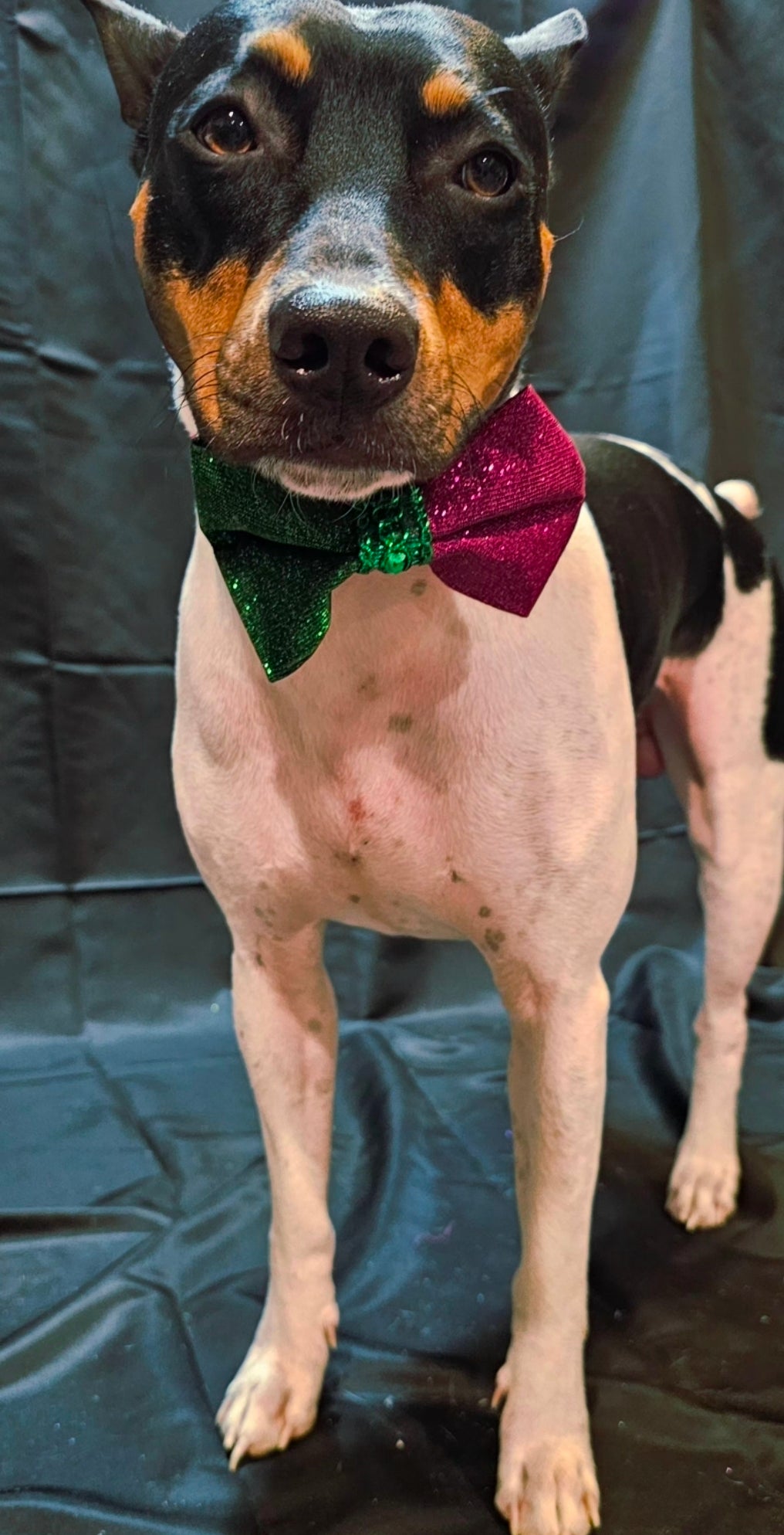 Wicked Pet Bow, green and pink pet bow, glitter wicked pet bow