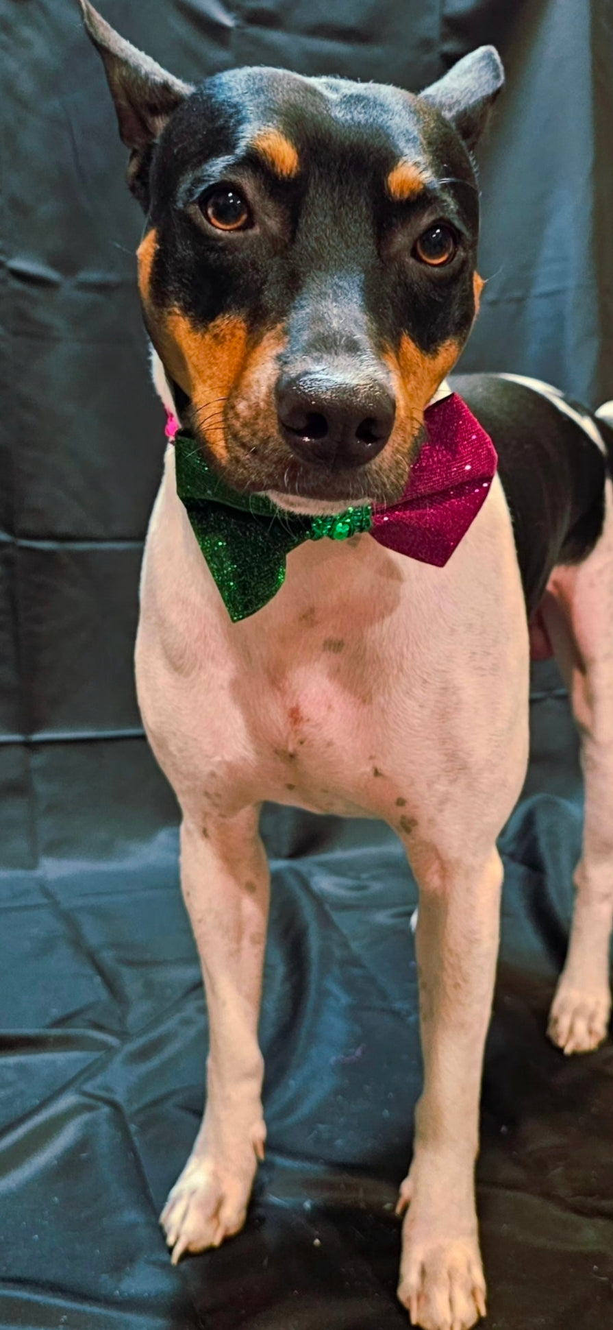 Wicked Pet Bow, green and pink pet bow, glitter wicked pet bow