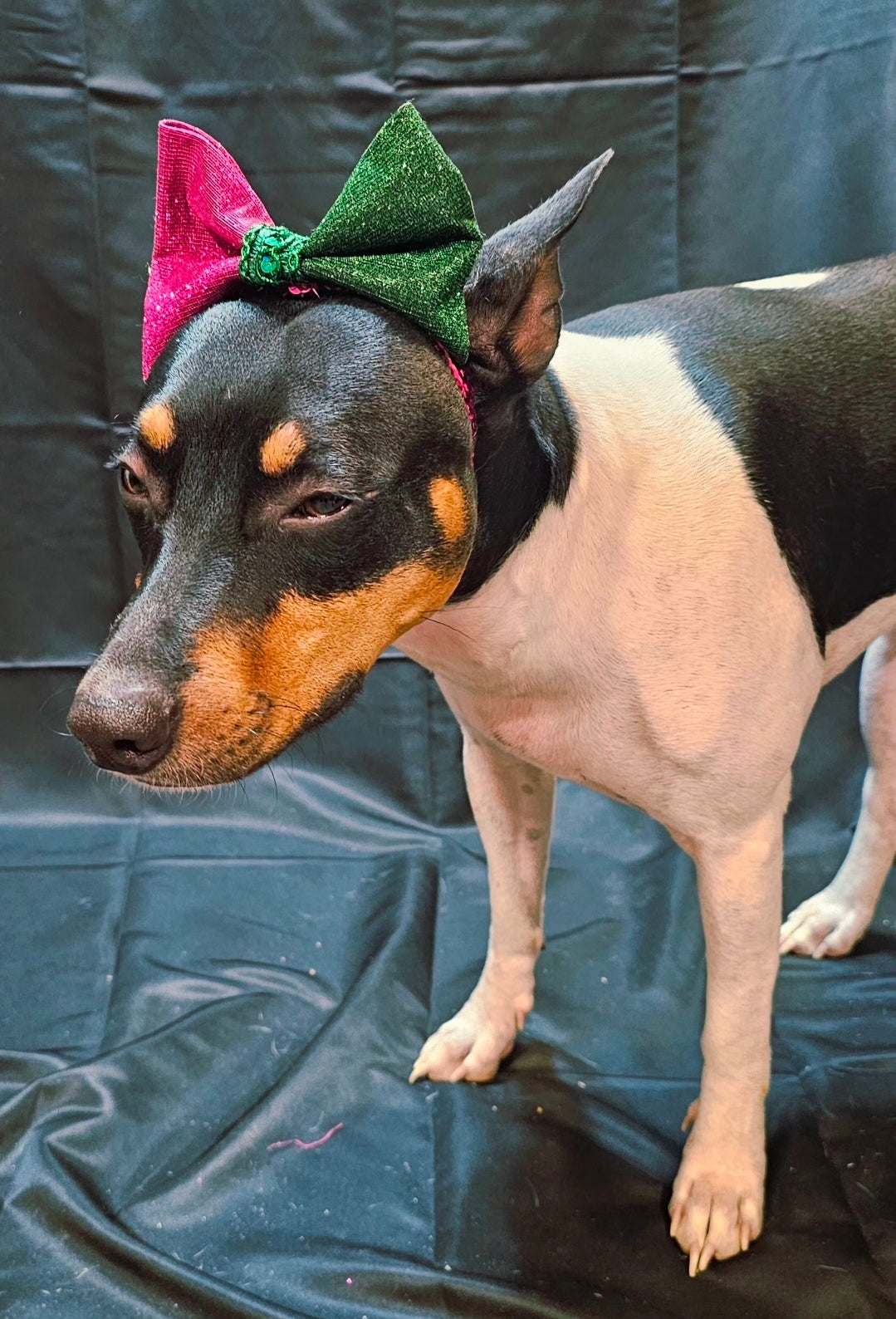 Wicked Pet Bow, green and pink pet bow, glitter wicked pet bow