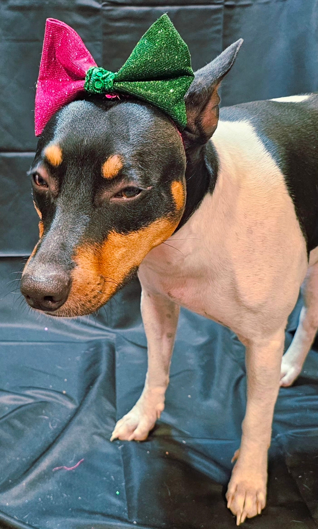 Wicked Pet Bow, green and pink pet bow, glitter wicked pet bow