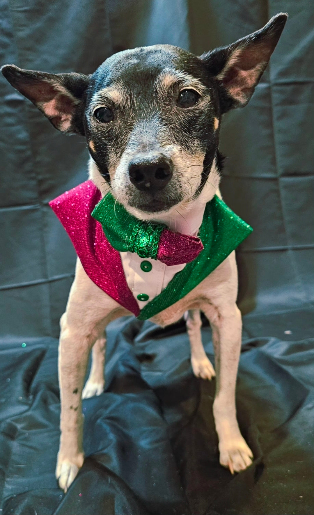 Wicked Pet Bandanna Tux, Wicked pet tux bandanna, green and pink pet bandanna