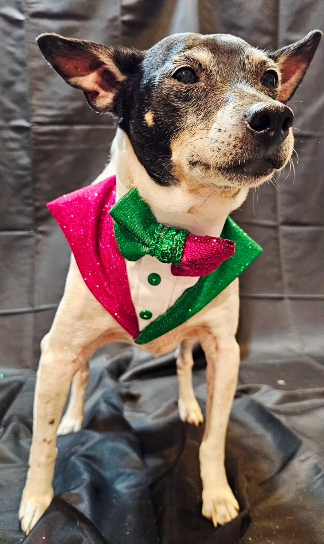 Wicked Pet Bandanna Tux, Wicked pet tux bandanna, green and pink pet bandanna