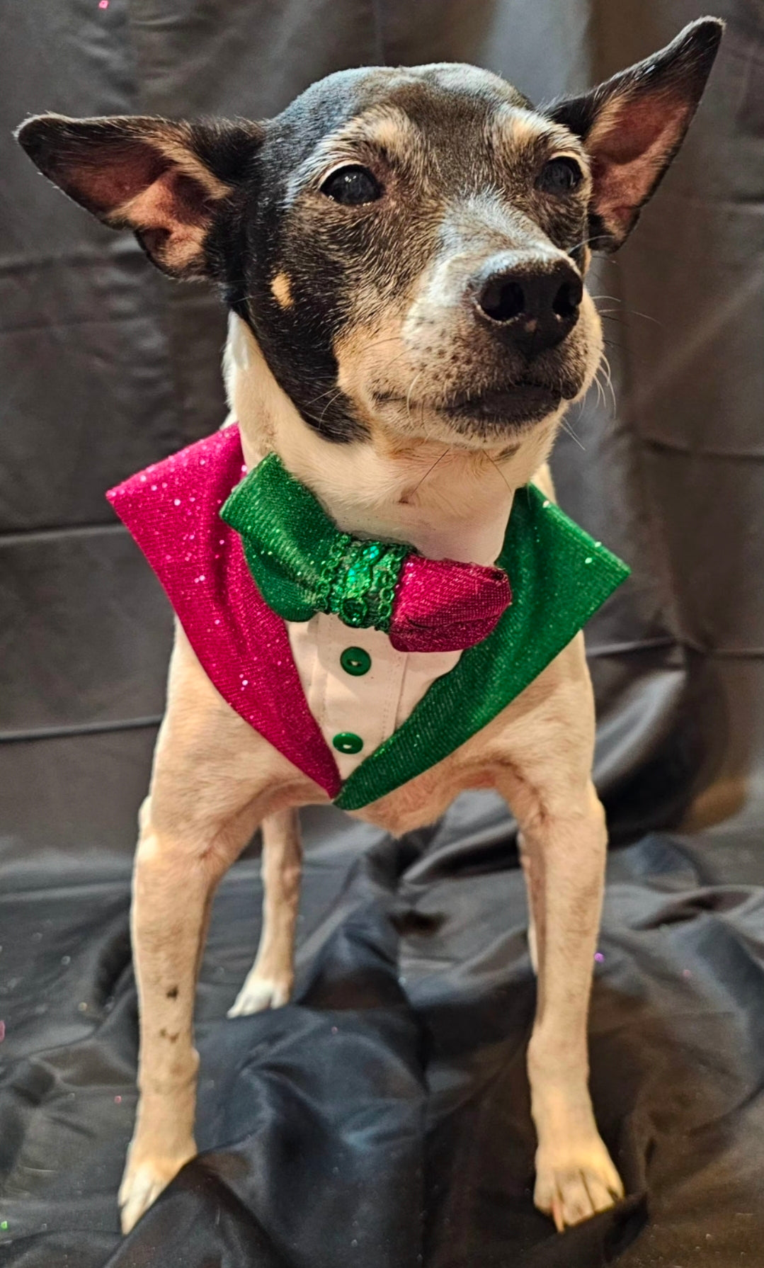 Wicked Pet Bandanna Tux, Wicked pet tux bandanna, green and pink pet bandanna