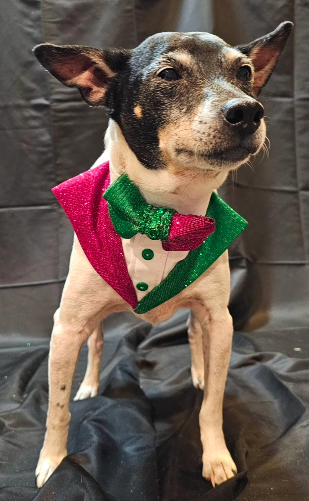 Wicked Pet Bandanna Tux, Wicked pet tux bandanna, green and pink pet bandanna