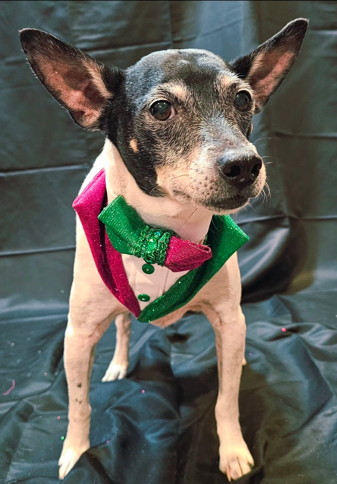 Wicked Pet Bandanna Tux, Wicked pet tux bandanna, green and pink pet bandanna